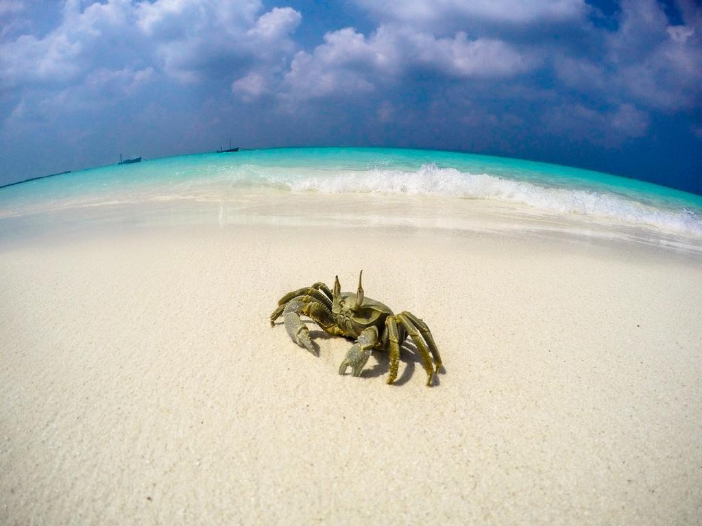 Cerulean View Residence Hanimaadhoo Island Eksteriør billede
